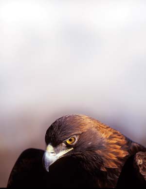 The golden eagle, which ranges from Alaska to Mexico.